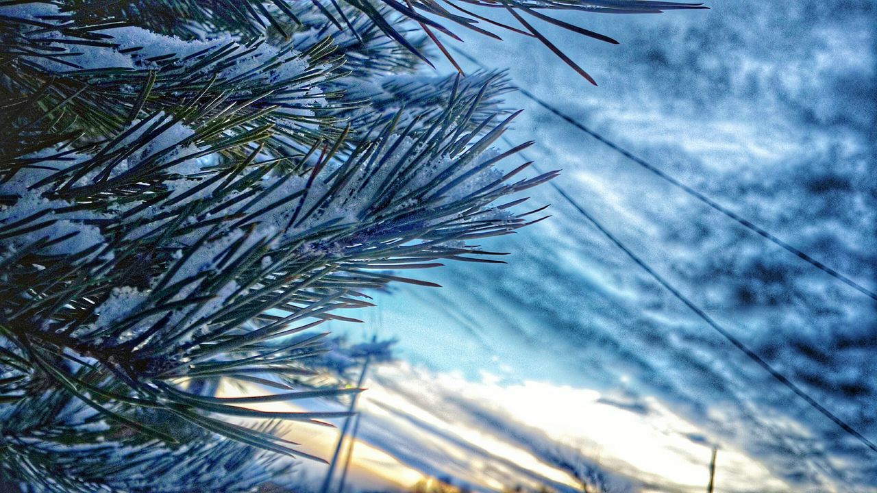 low angle view, sky, cloud - sky, nature, tranquility, cloudy, tree, beauty in nature, growth, cloud, day, no people, weather, outdoors, scenics, tranquil scene, blue, palm tree, power line, cold temperature