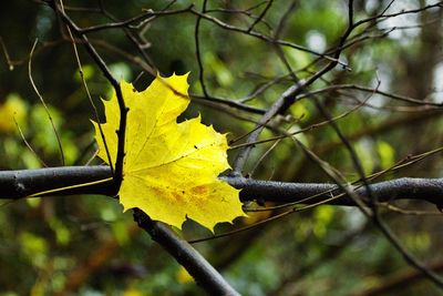 Close-up of yellow leaf on branch