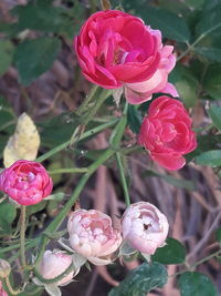 Close-up of pink roses