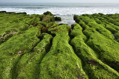 High angle view of moss on sea shore