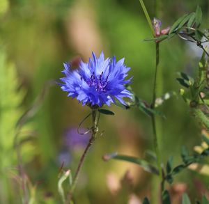 Close-up of insect on purple flowering plant