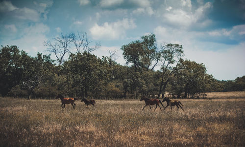 Horses in a field
