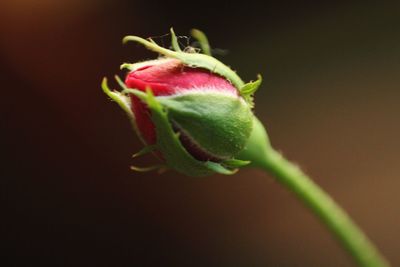 Close-up of plant against black background