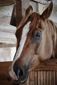 Brown horse in a stable