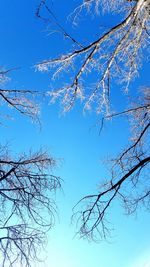 Low angle view of birds on tree against blue sky