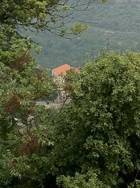 Plants growing on tree