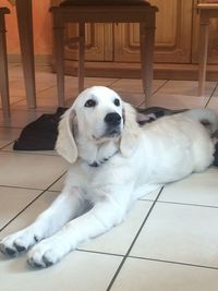 Dog lying on floor