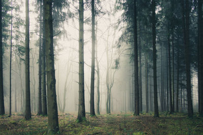 Pine trees in forest