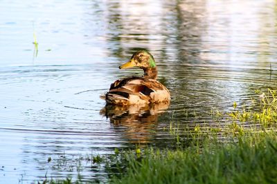 Duck swimming in lake