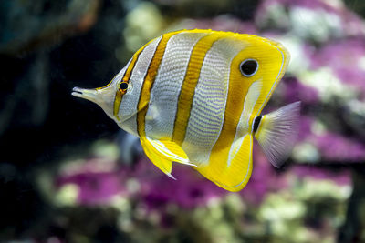 Close-up of fish swimming in sea