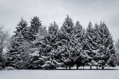 Low angle view of trees against sky