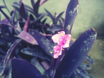 Close-up of pink flowers blooming outdoors