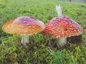 Close-up of fly agaric mushroom on field