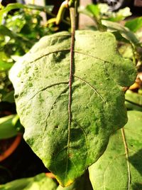 Close-up of fresh green leaf