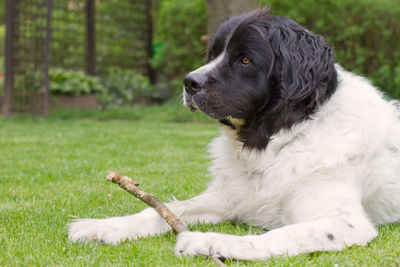 Portrait of a landseer dog lying in a garden, holding a branch and looking away