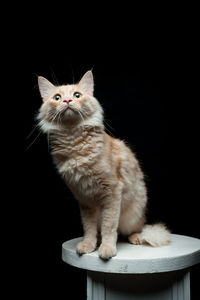 Portrait of a red cat on a black background