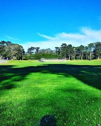 Trees on grassy field