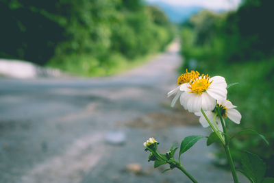 Close-up of white flowers