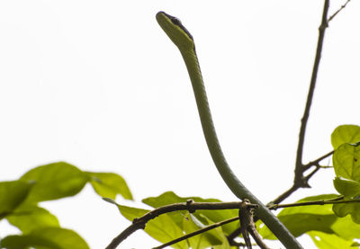Low angle view of plant against sky