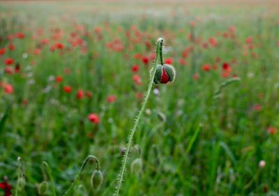 Close-up of plant growing on field