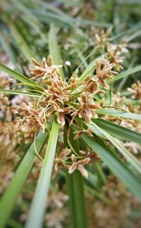 Close-up of plant against blurred background