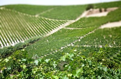 Close-up of vineyard