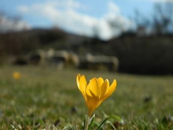 Close-up of yellow crocus growing on field