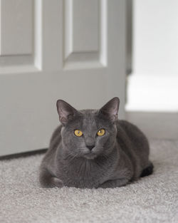 Close-up portrait of black cat at home