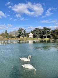 Swan in a lake