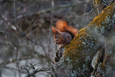 Squirrel on tree trunk