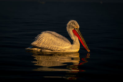 Close-up of pelican