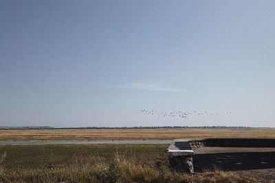 Scenic view of field against clear sky