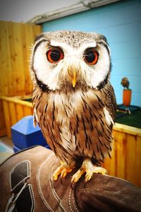 Close-up portrait of owl