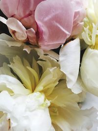 Full frame shot of pink roses