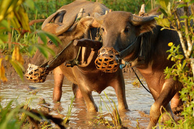 Buffaloes in the paddy fields