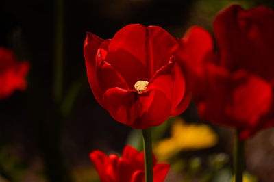 Close-up of red flowering plant