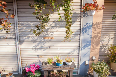 Potted plants against building