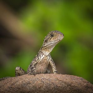 Close-up of lizard on rock