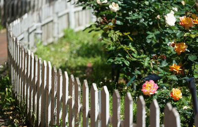 Close-up of flowering plants