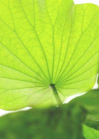 Close-up of green leaf