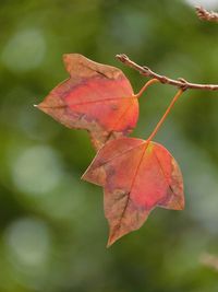 Close-up of dry maple leaves on plant