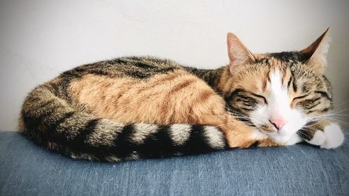 Close-up of cat sleeping