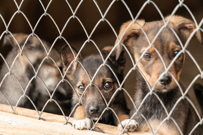 Close-up of a dog looking through fence