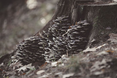 Close-up of lizard on tree trunk