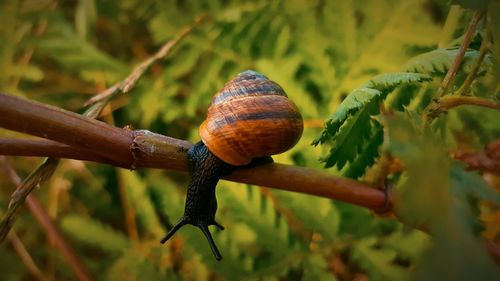 Close-up of snail on plant