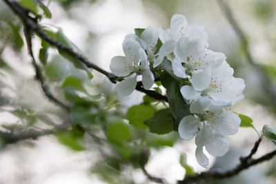 Close-up of white cherry blossom tree