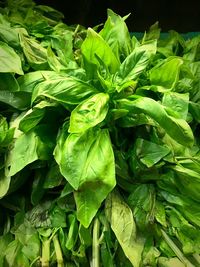 High angle view of fresh green leaf