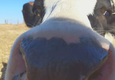 Close-up of hand feeding horse