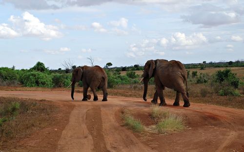 Elephant walking on road against sky