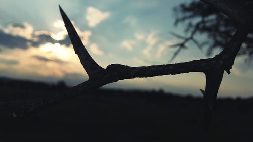 Close-up of plant against sky